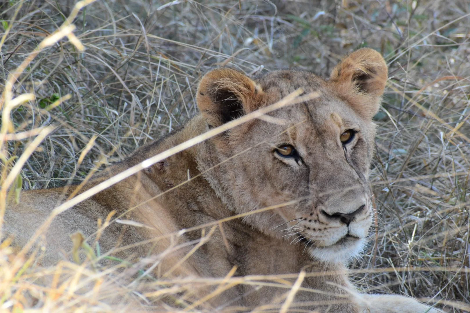 lion close.jpg