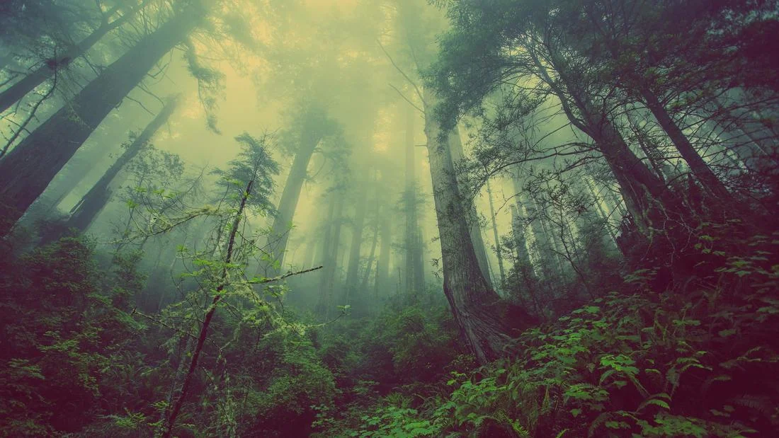 dark-foggy-forest-images-59978516_orig.jpg