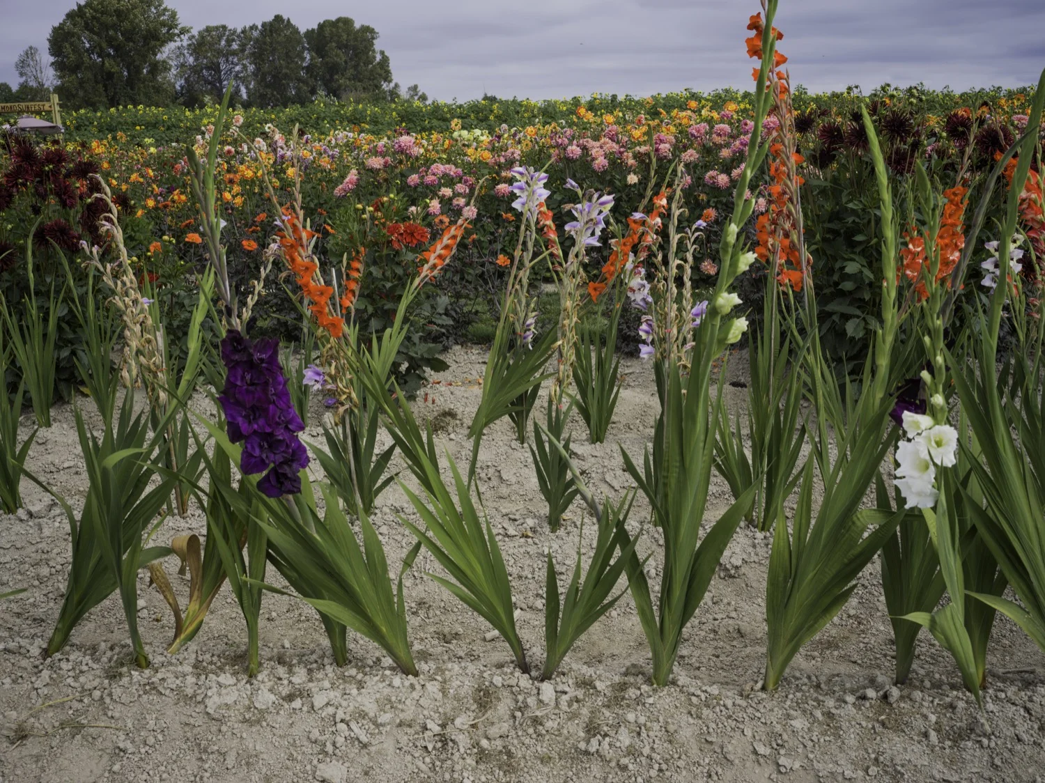 Richmond Sunflower Festival | Amazing Farm To Spend The Weekend — DaisyCode