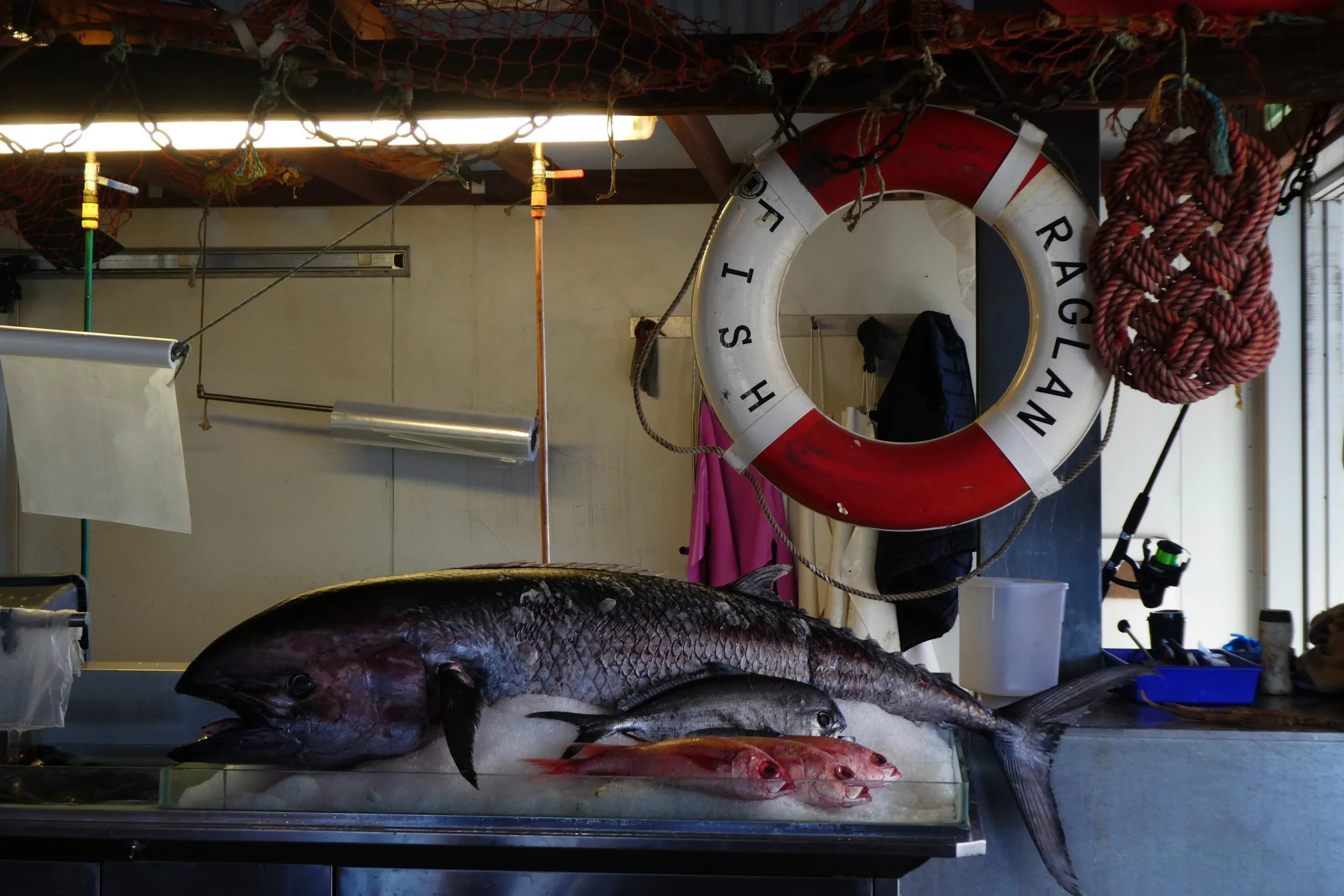 Tuna on Mayne Island