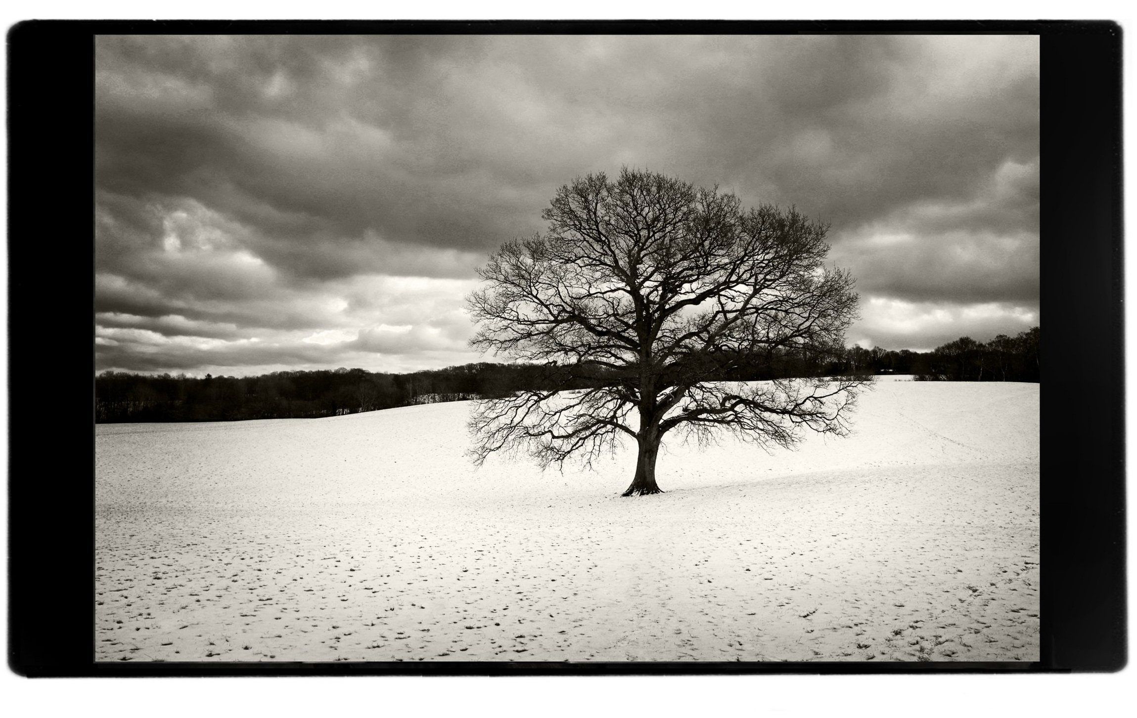 Daniel's Oak Tree