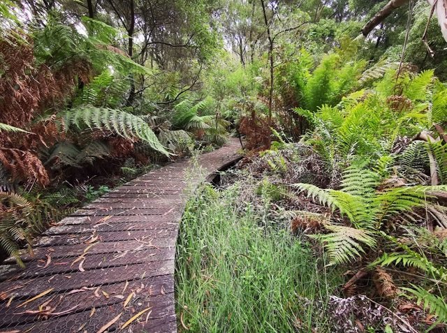 endeavour-fern-gully-red-hill.jpg