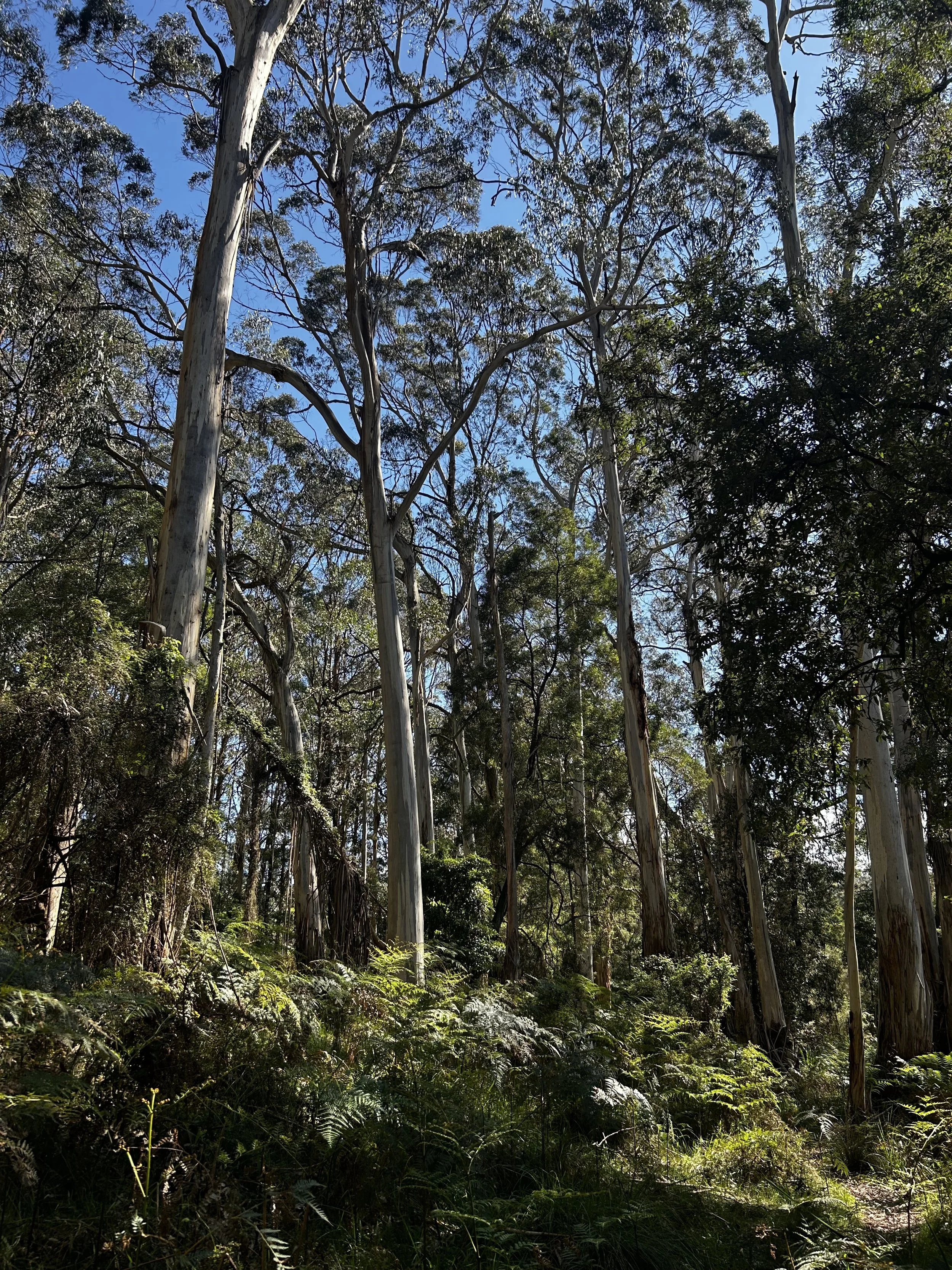 Listen for the bird songs through the trees