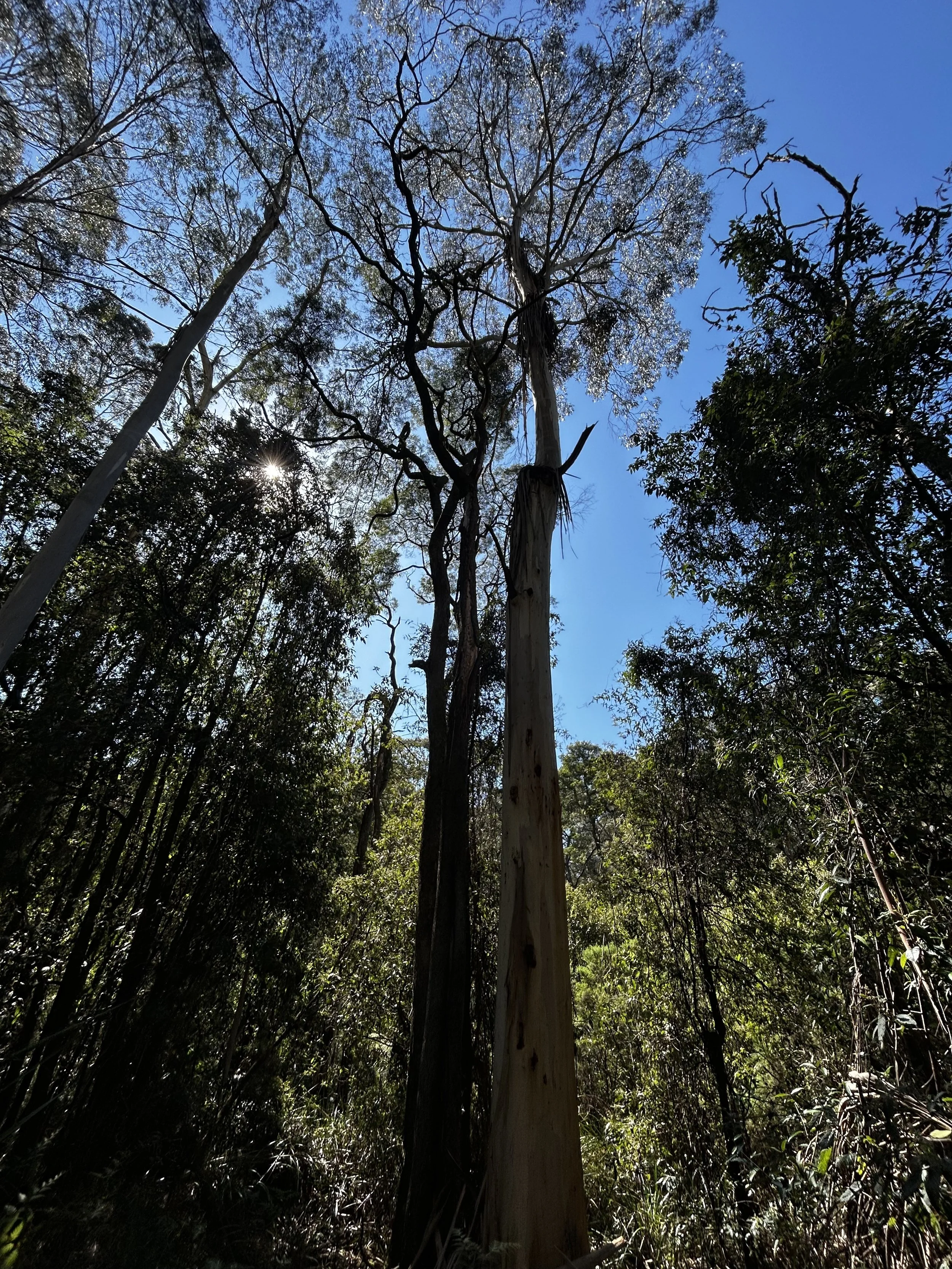 Trees_3.jpg