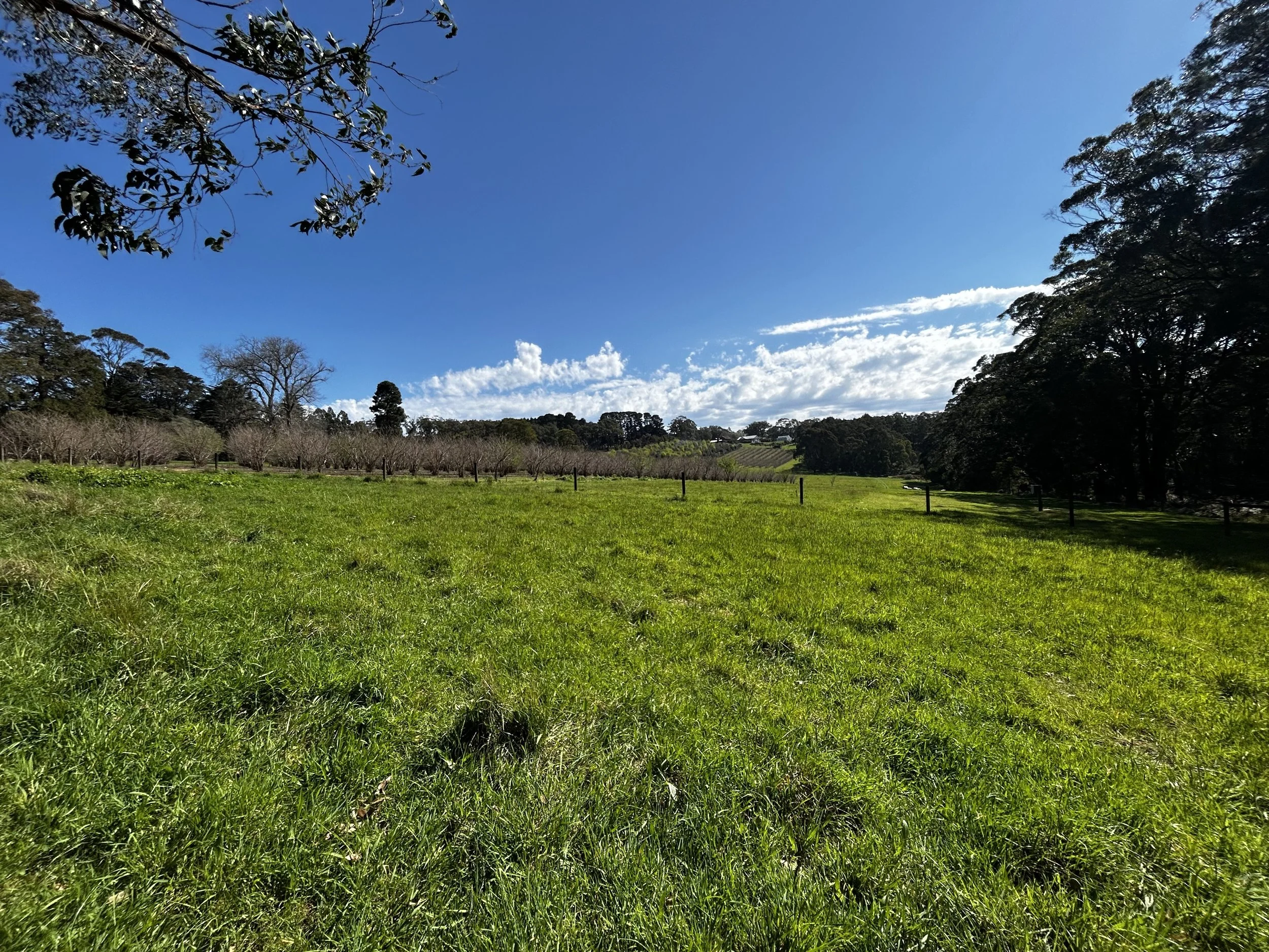 Looking towards an orchard from Fern Gully
