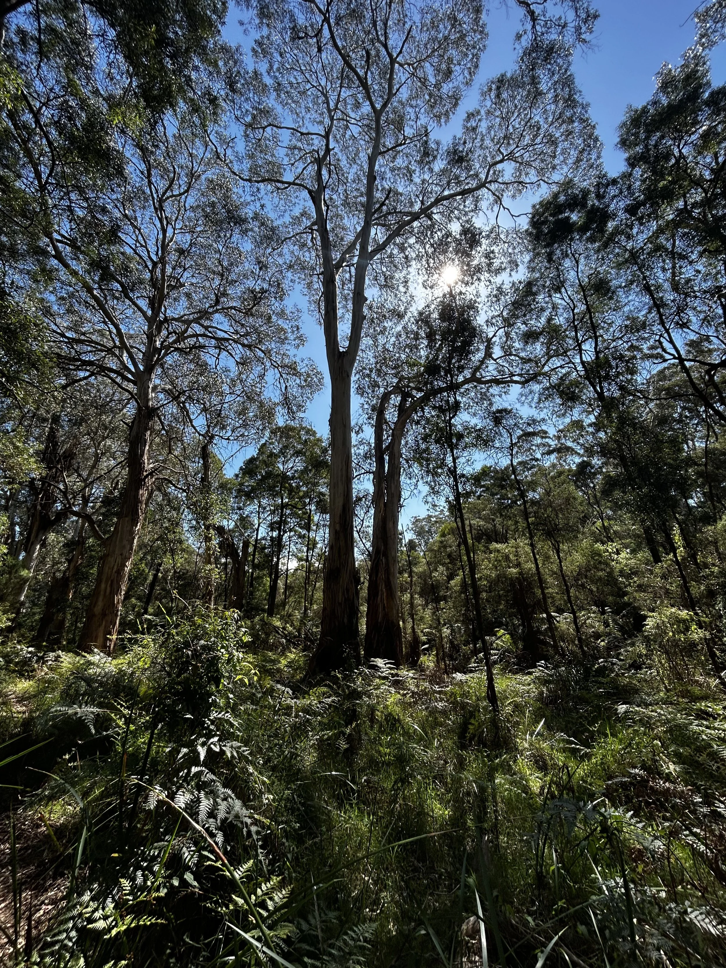 Fern Gully is thick with eucalyptus trees