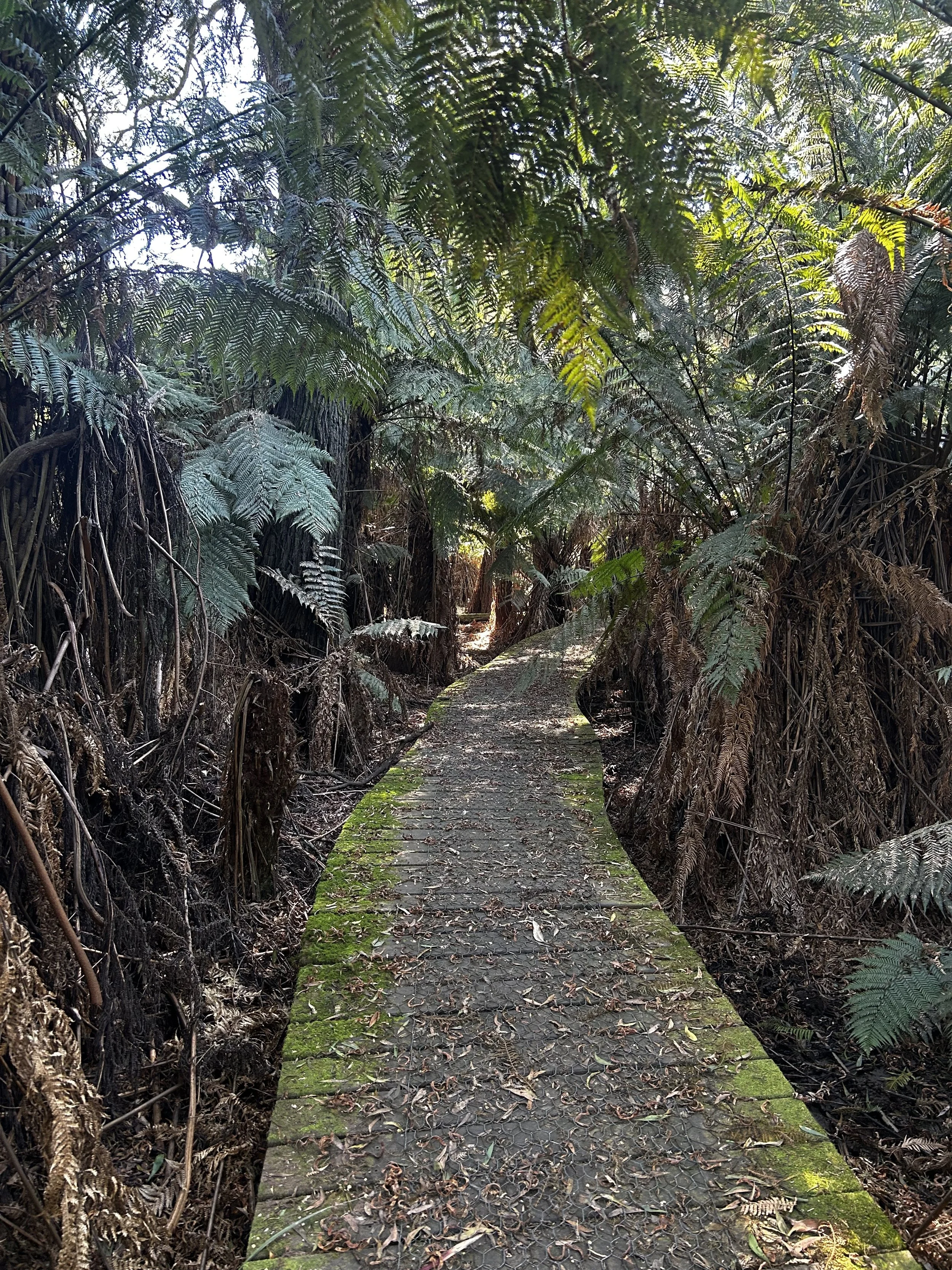 Boardwalk along Fern Gully