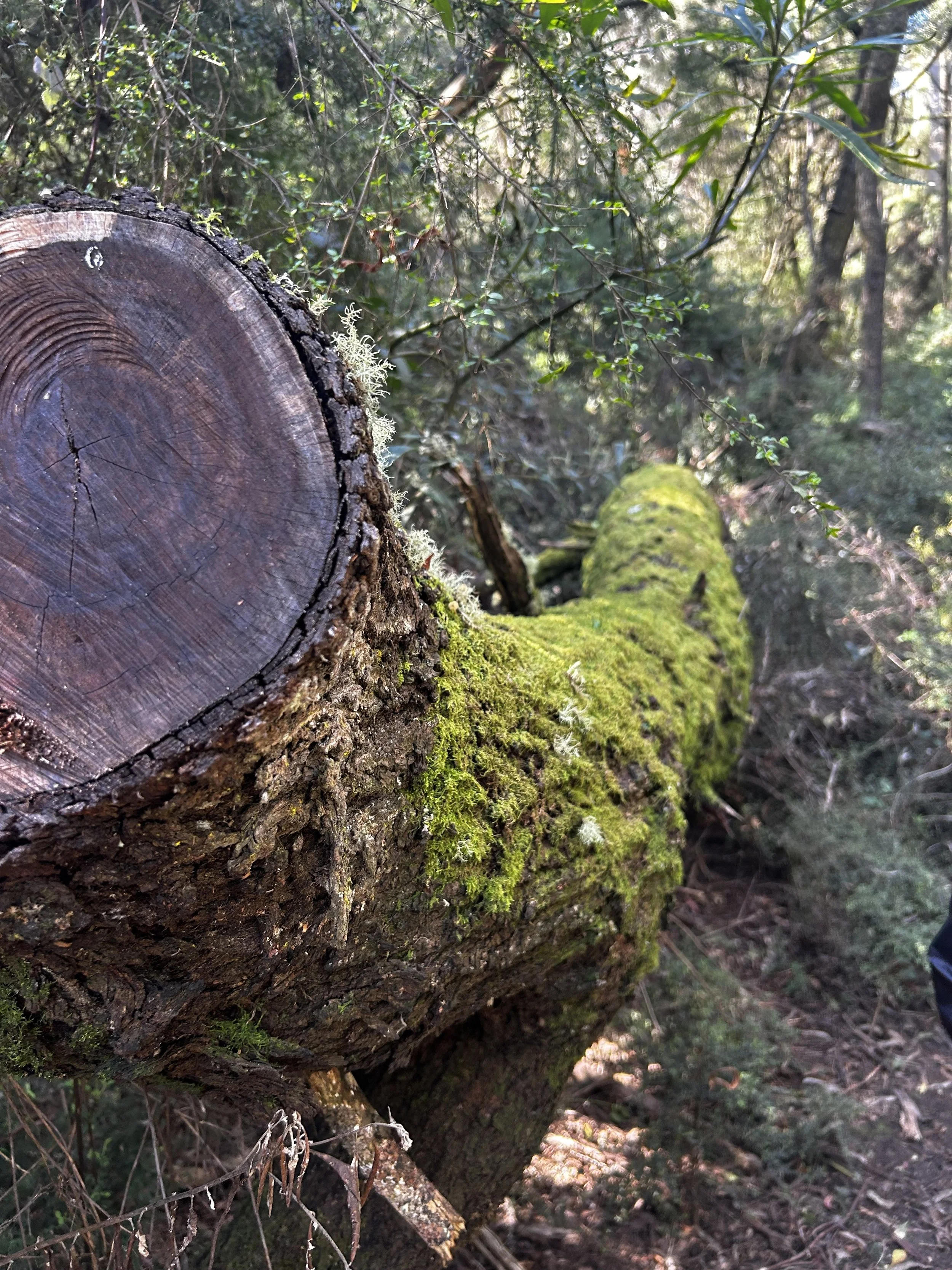 Mossy tree branch