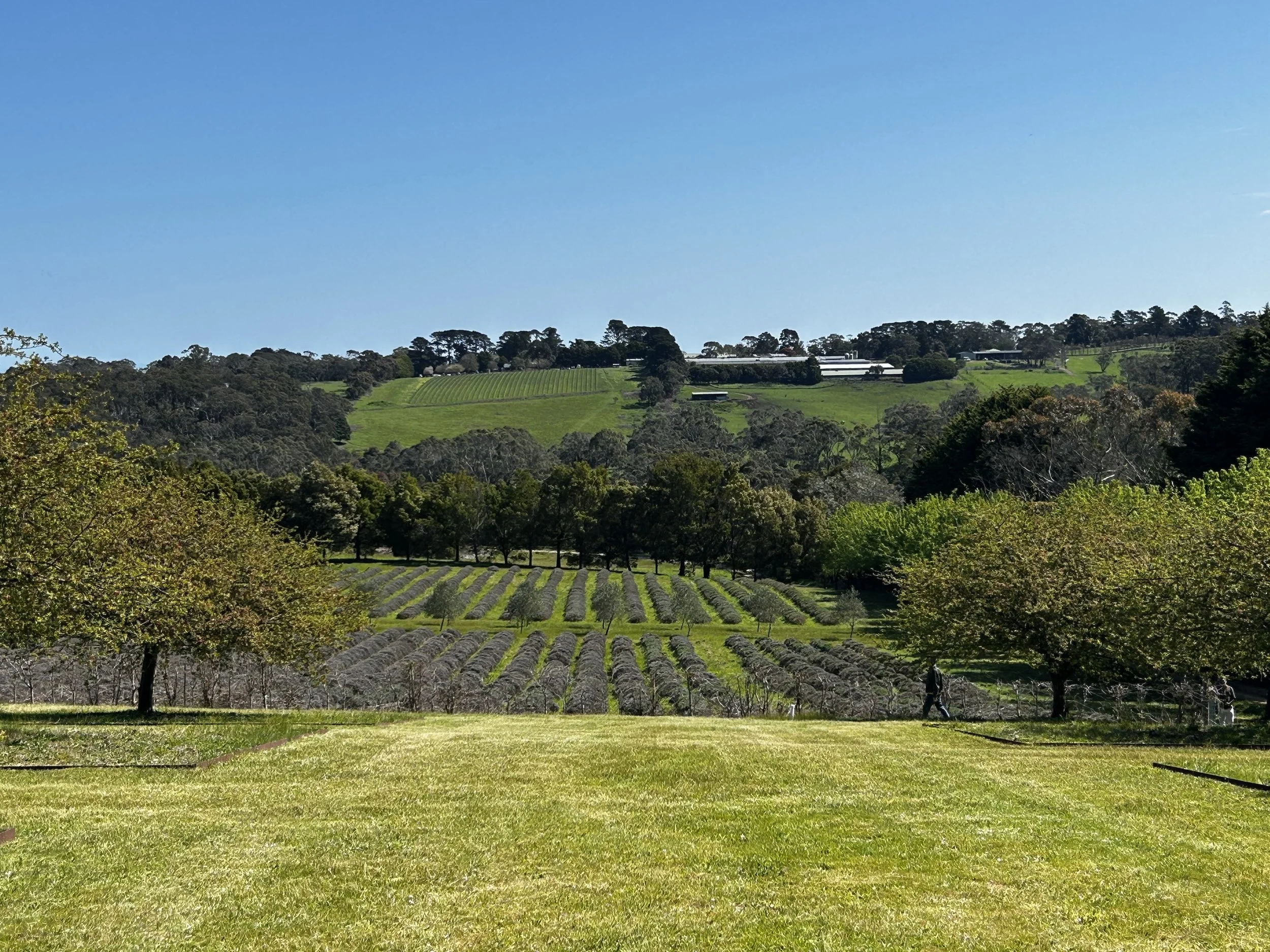 Lavender Farm - flowers due in December
