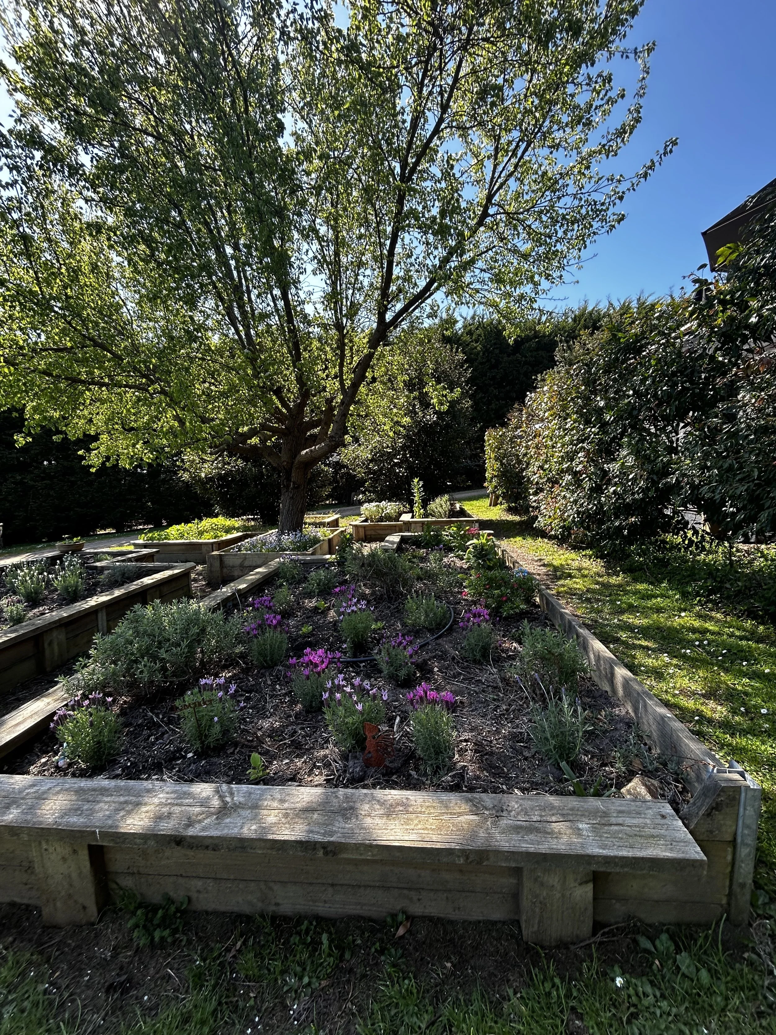 Lavender at the Lavender Farm
