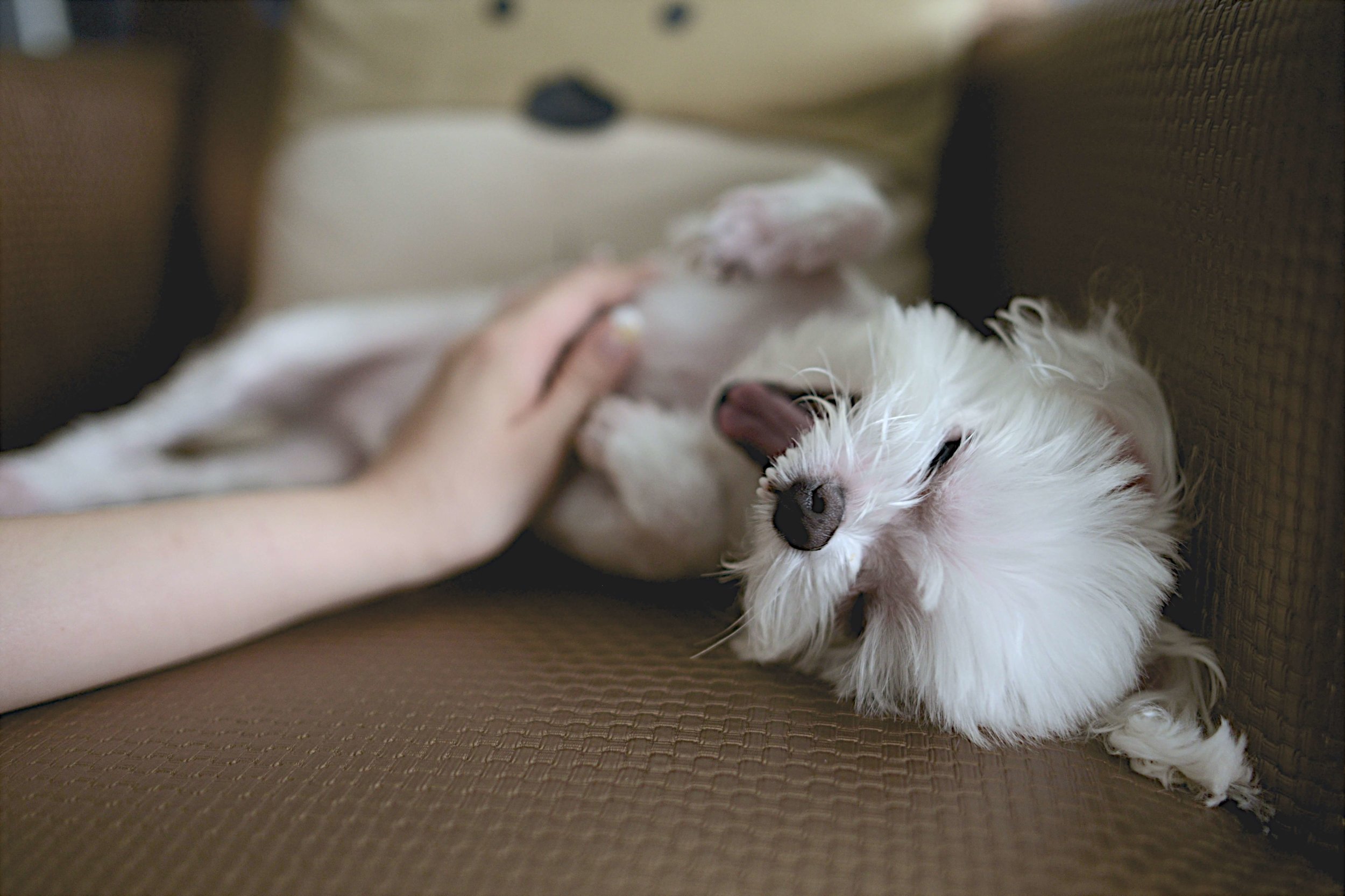 nomao-saeki-59109-unsplash (1).jpg