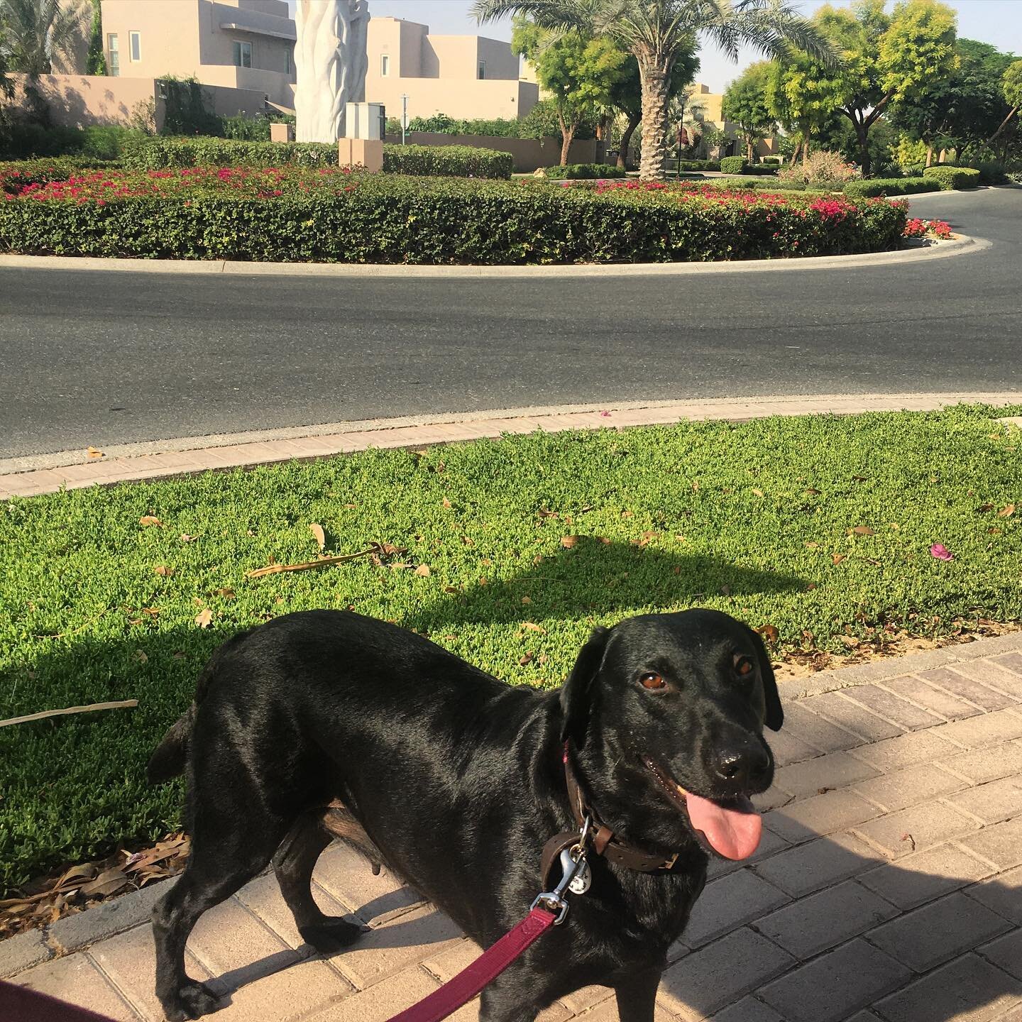 Twice daily walks with Abee. We stick to the shade as much as we can... even if it&rsquo;s up and down the same street. Don&rsquo;t wanna burn those pawsies 🖤 #dogwalker #dubaidogs #dubaidog #dogsindubai #blacklab #blacklabrador