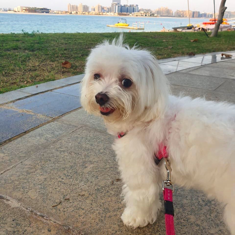 Bianca showing us her hood ⛱#malteseofinstagram #malteselovers #dogwalker #dogwalkinglife #dogwalking #dogsindubai #dogsofdubai #dubaidogs #walkies #walkiestime