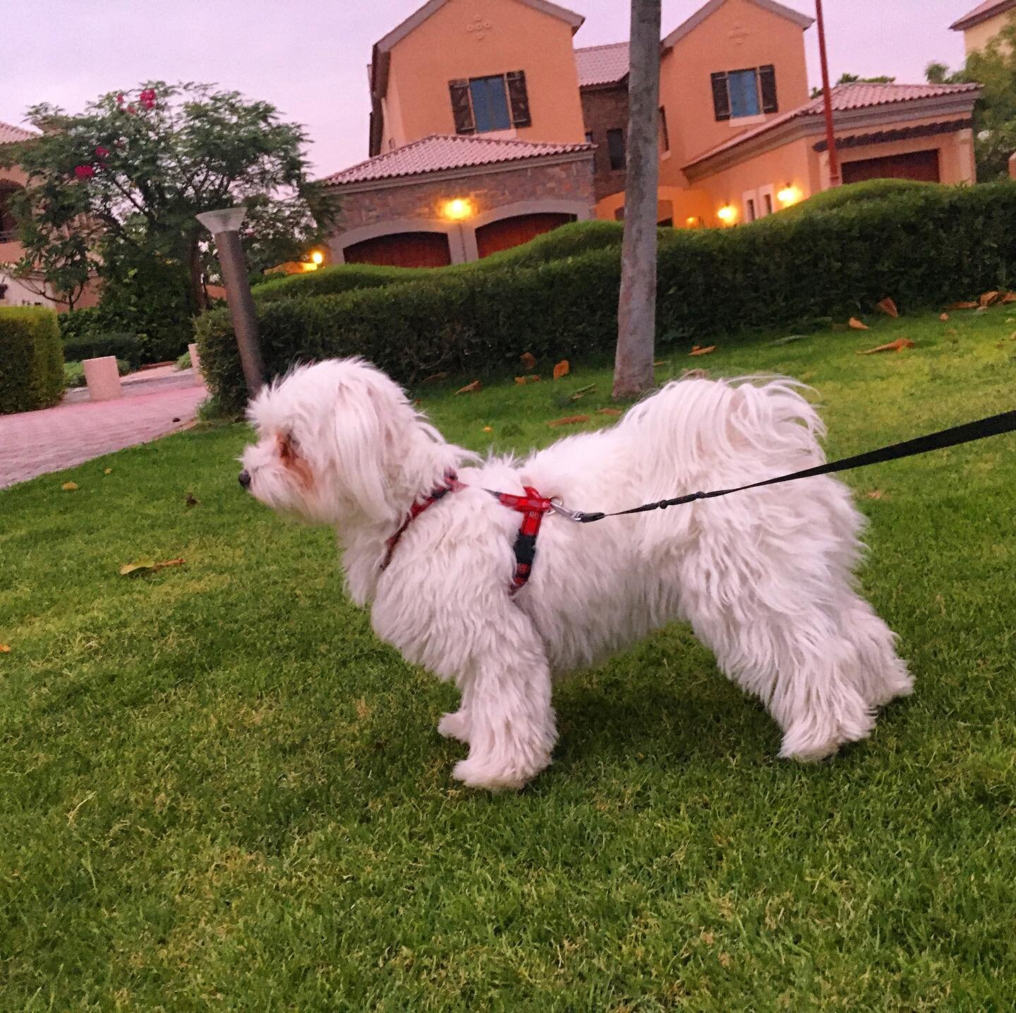 Nelly thinks she&rsquo;s at Crufts 😄 @crufts #maltese #malteseofinstagram #cutepuppy #puppylove #dogsofinstagram #dubaidogs #dogsindubai