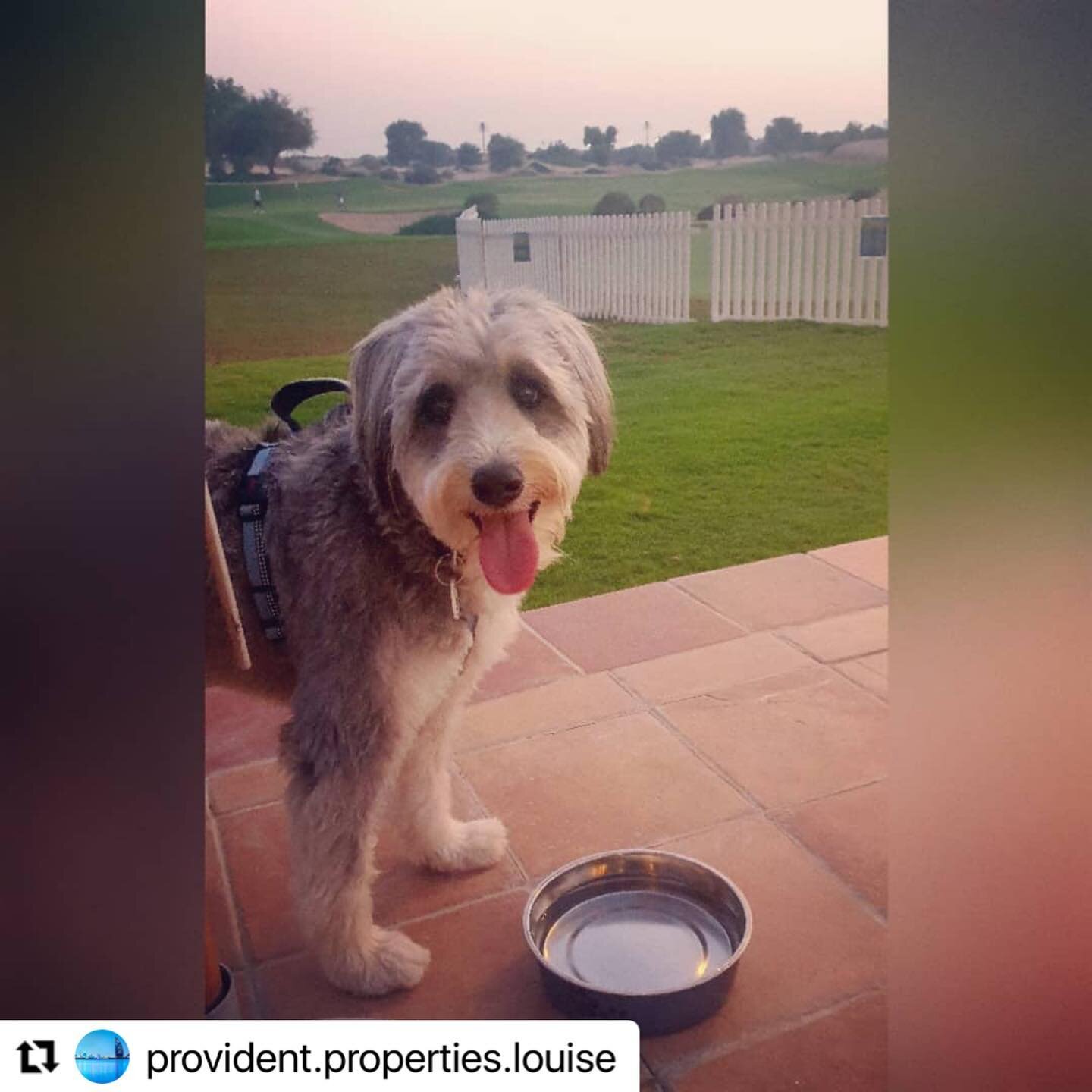 #Repost @provident.properties.louise with @make_repost
・・・
Lovely evening walk finishing at the @the_els_club_dubai
Great food and welcome thanks to @myanimaliaclub whilst looking after the gorgeous Buddy with @dxbdogsit

#dxbdogsit #animalia #myduba