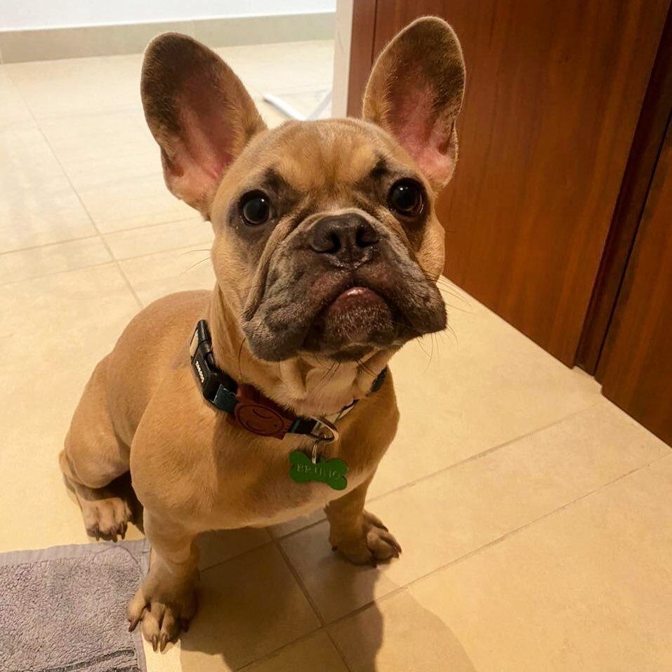 Bruno enjoys his twice daily visits with his dog sitter Timi&hellip; what a dude🙌🏼 #dogsitting #dogwalker #dogsitter #dogsitterlife #dubaidog #dubaidogs #frenchbulldogs #frenchbulldog