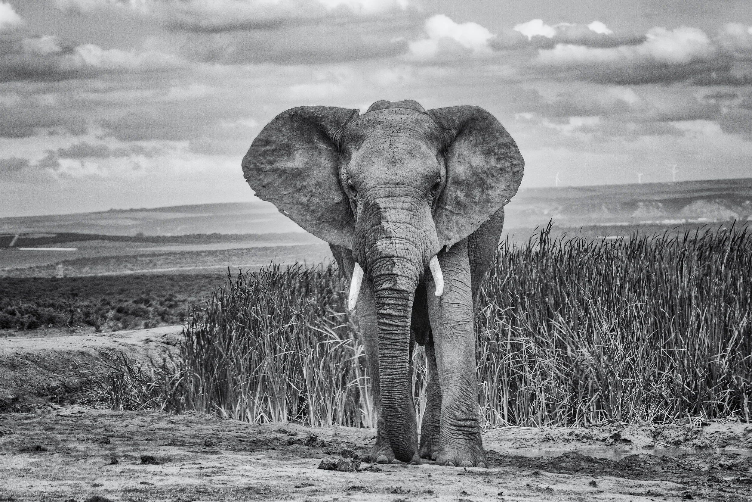 Addo Elephant