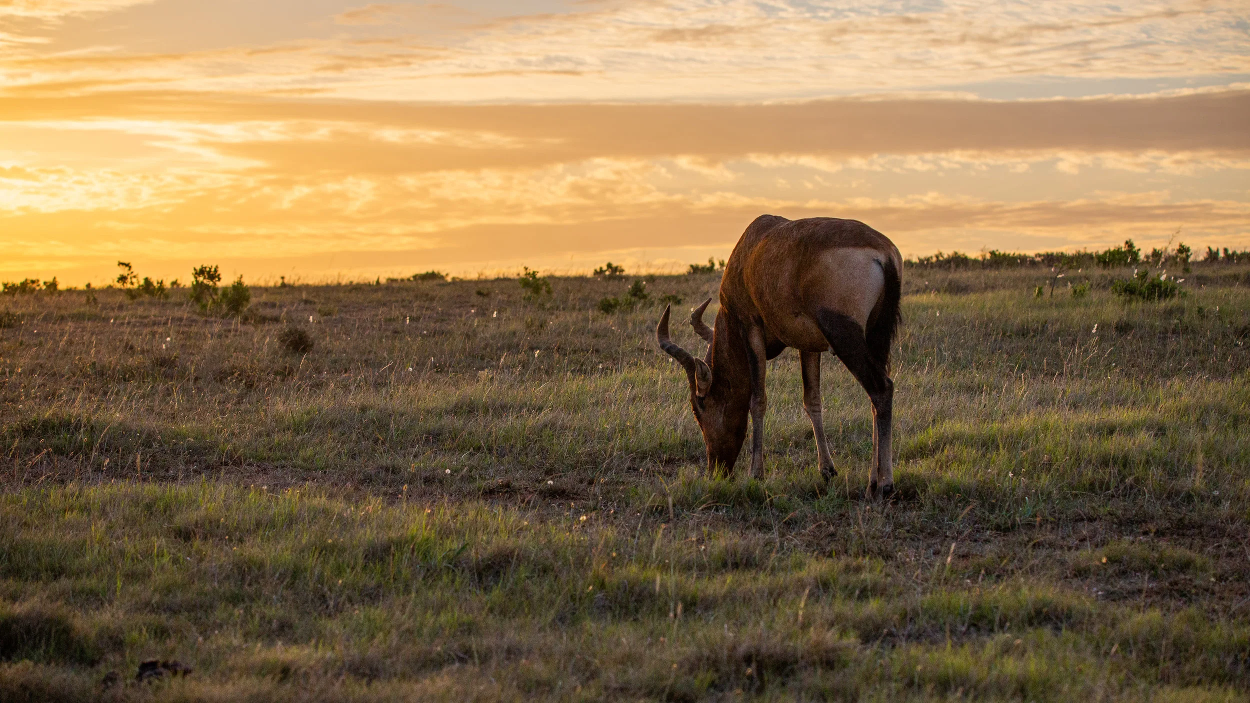 Sunset Graze