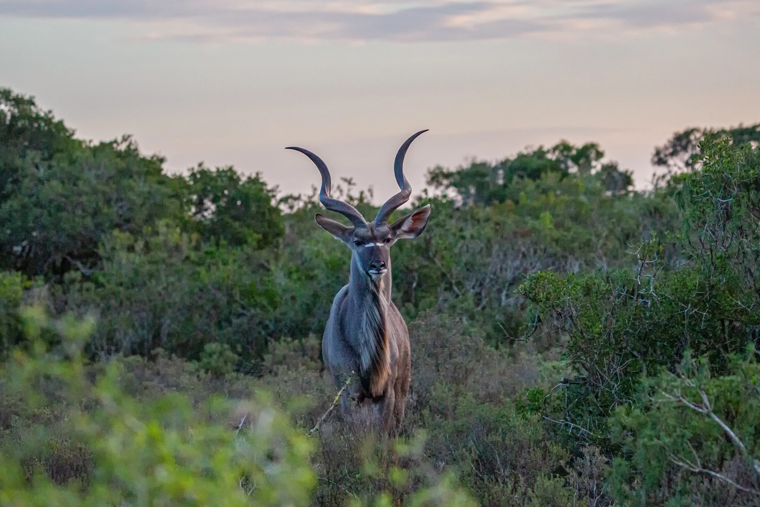 Kudu in Fading Light