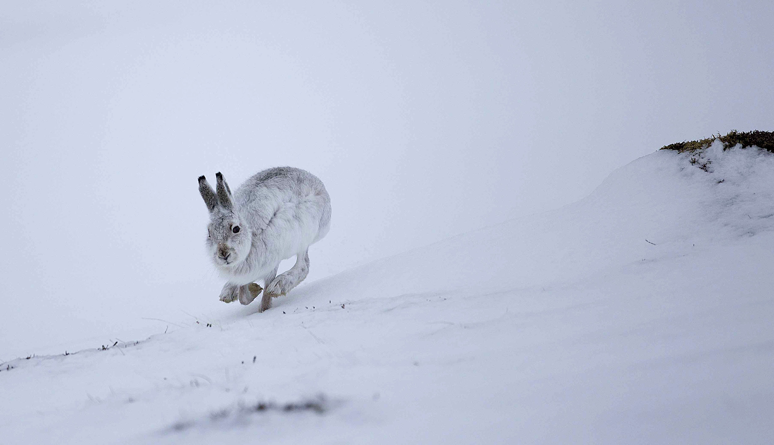Mountain Hare, Cairngorms