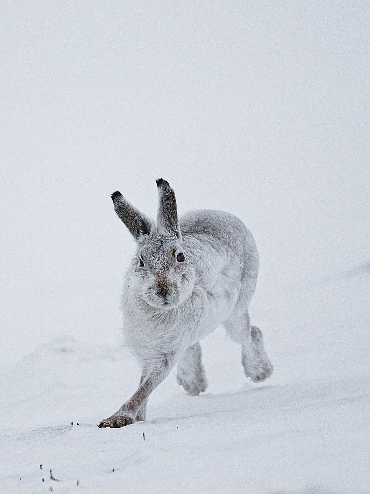 Mountain Hare, Cairngorms