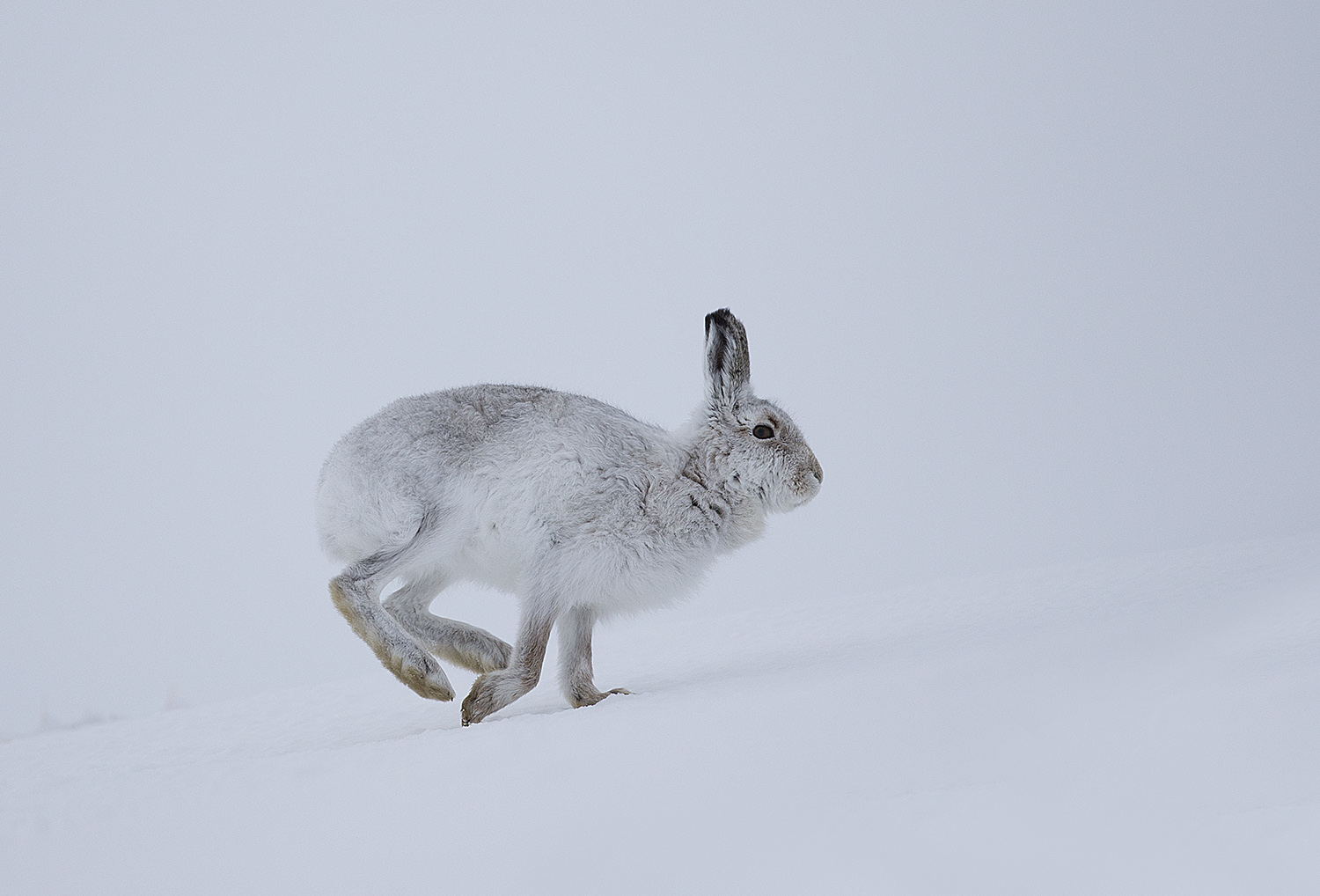 Mountain Hare, Cairngorms
