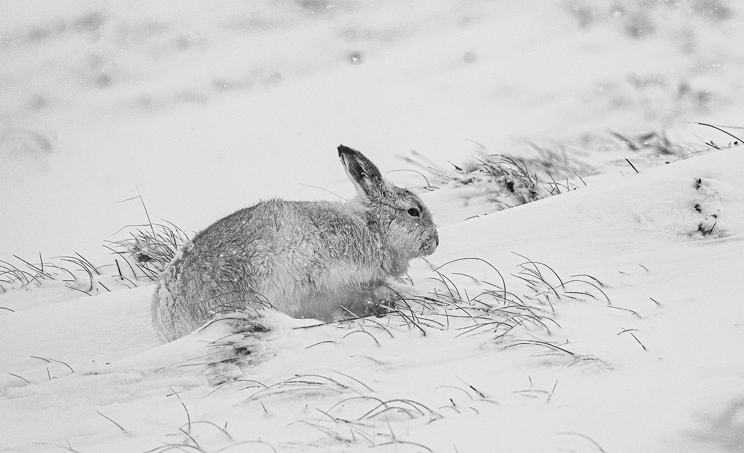 Mountain Hare, Cairngorms
