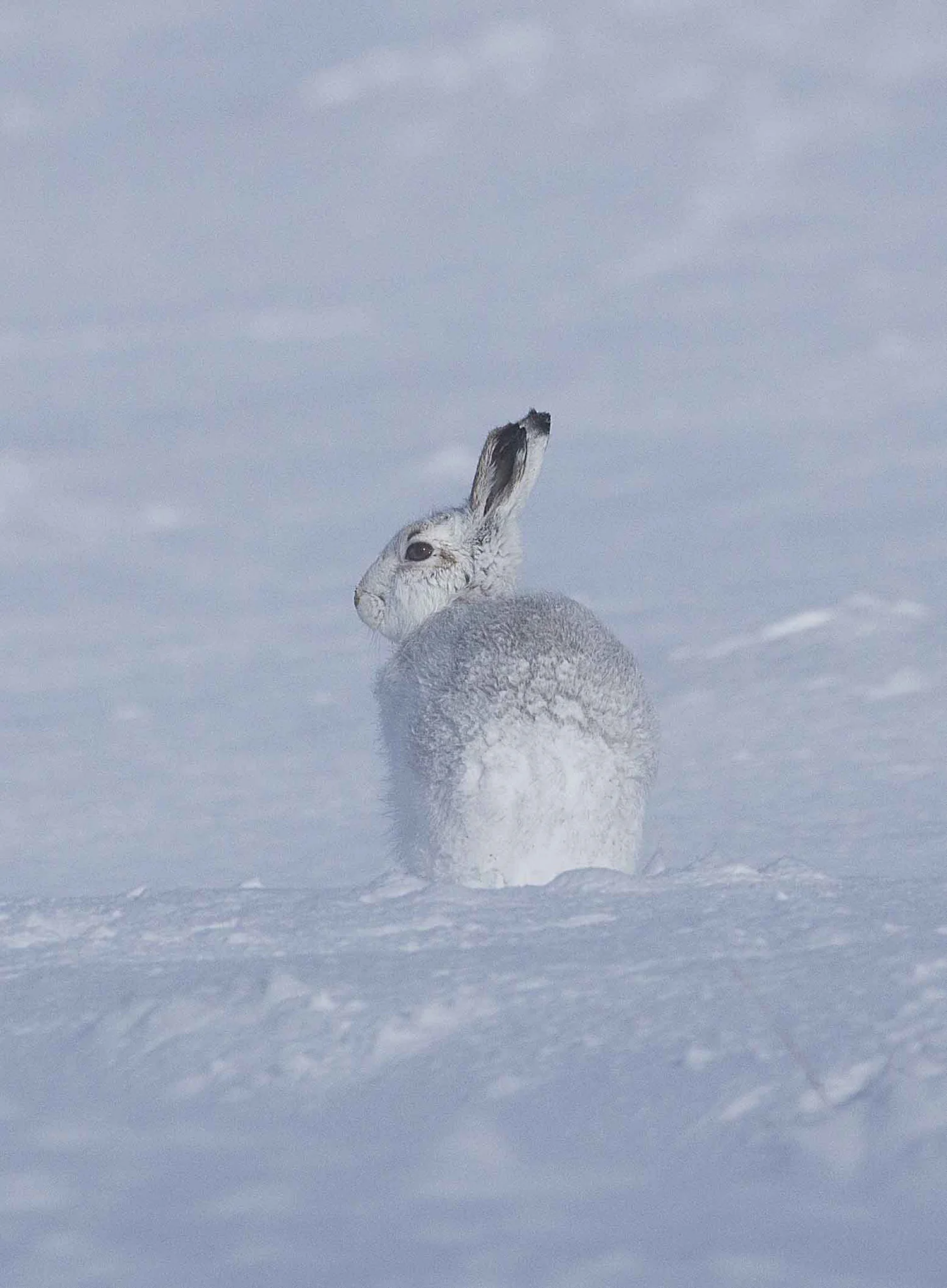 Mountain Hare, Cairngorms