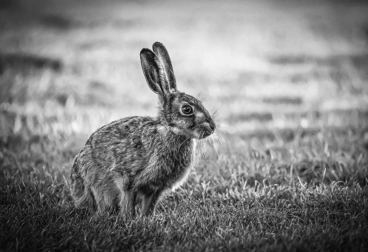 Brown Hare, Herefordshire