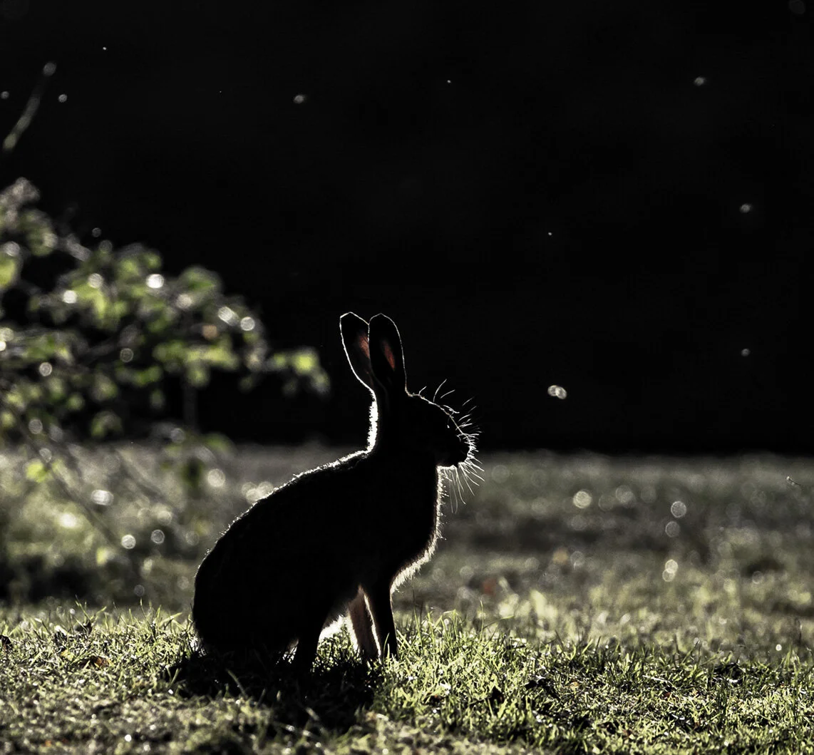 Brown Hare, Herefordshire
