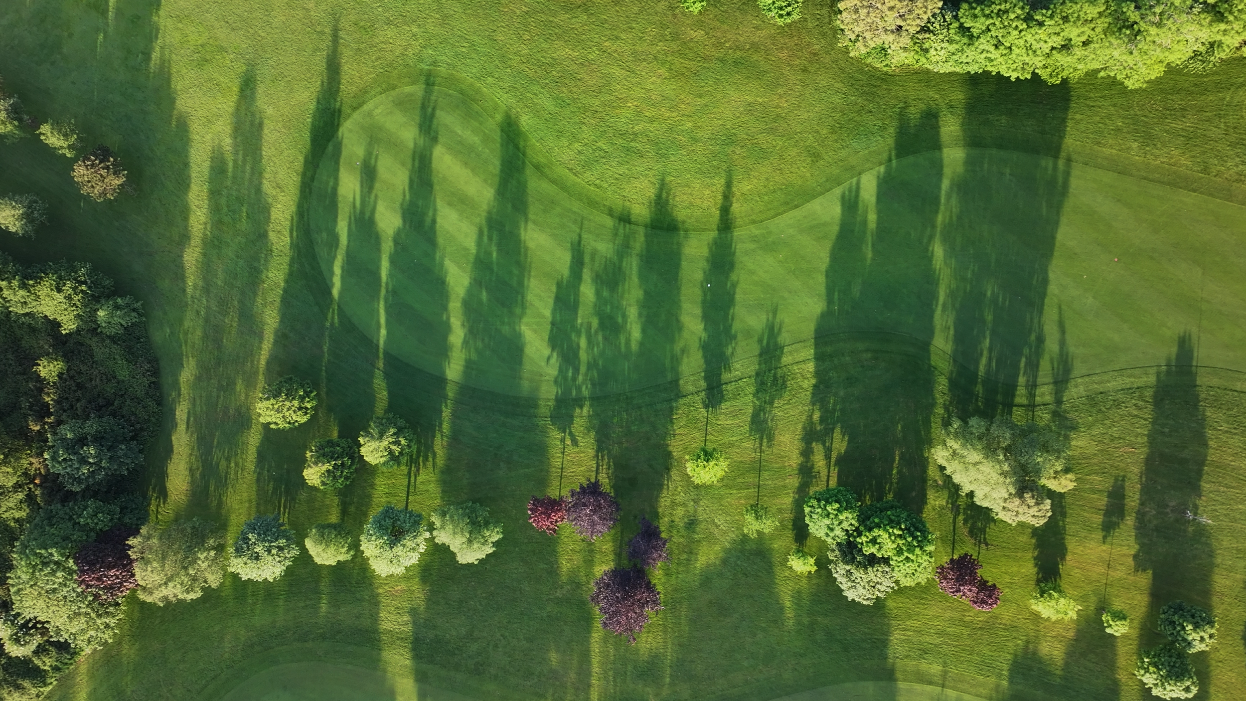 An aerial view of a golf course greens with tall trees casting long shadows. The grass is green and well-maintained with a curved sand trap visible in the middle.