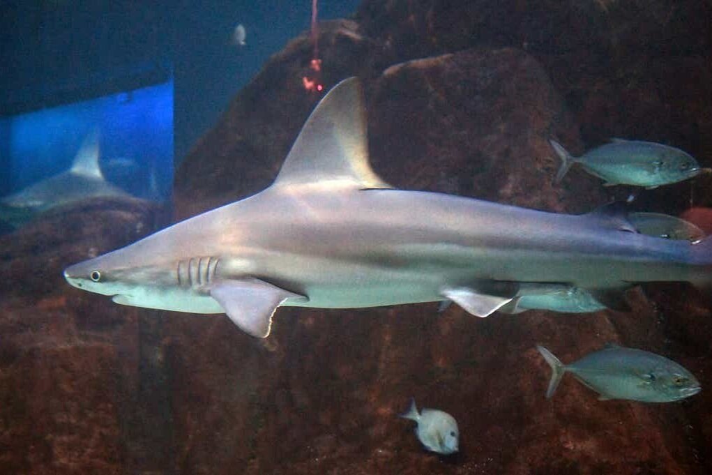 Zoos and aquariums in the US offer livestreams and virtual educational classes