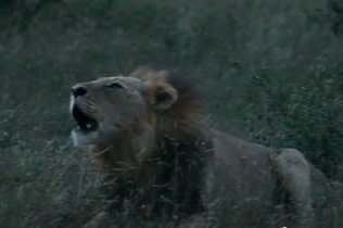 South-African Tintswalo Safari Lodges offer virtual game drive to bring safaris to people at home