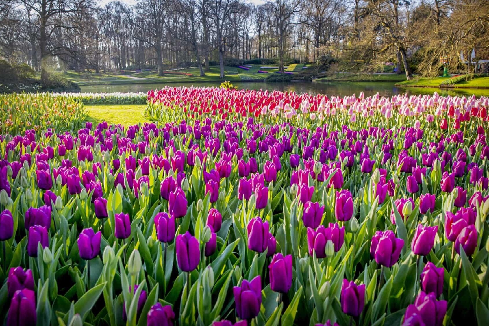 Dutch flower park Keukenhof starts offering virtual park tours