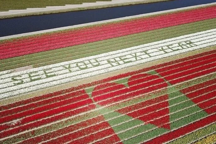 Family flower farm partners with Tulips in Holland travel blog to share message with travel fans