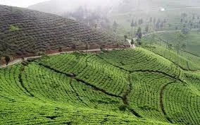 Climate Change and Darjeeling Tea