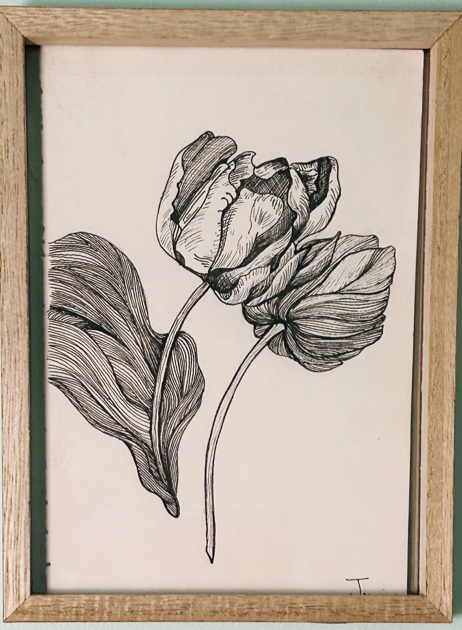 6 x 8 Ink Original Botanical Drawings