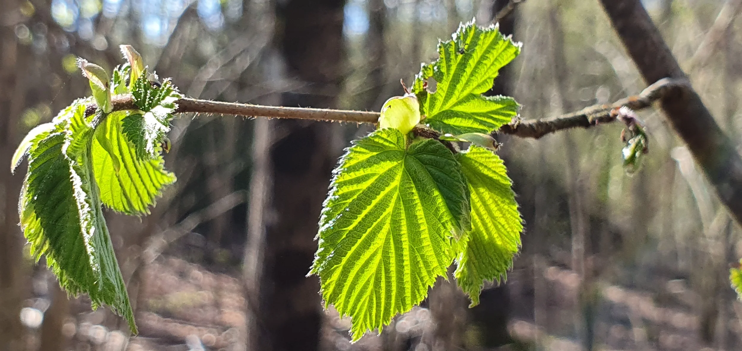 Träningskväll Mediumskap onsd 8 april, för dig som har gått kurs tidigare 