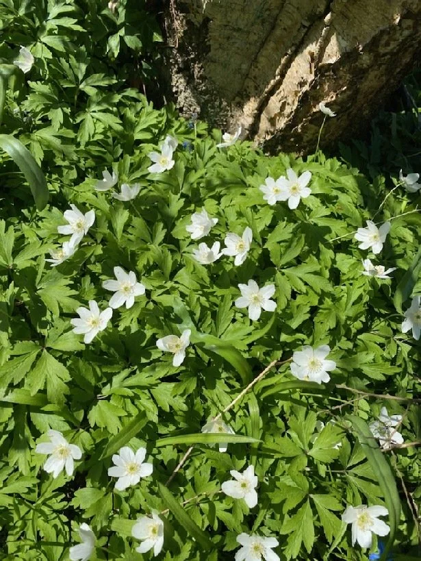 Träningskväll Mediumskap onsd 6 maj, för dig som har gått kurs tidigare 
