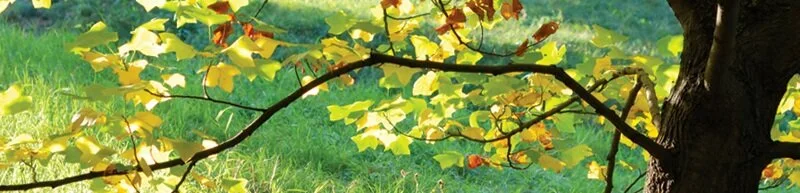 TreeBanner.jpg