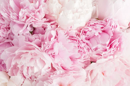 Peony & blush Suede 