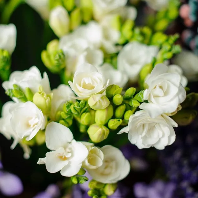 English Pear & Freesia 