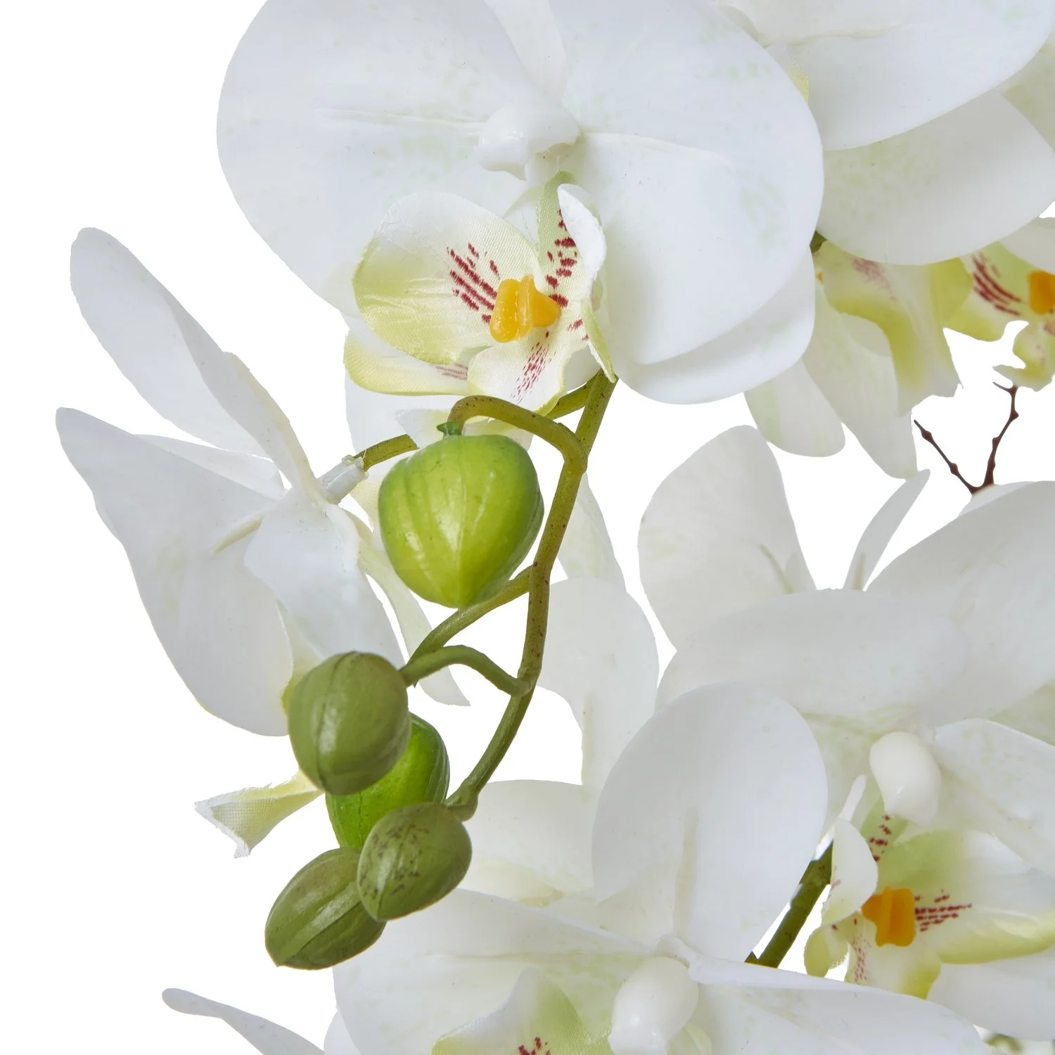 orchid 2.jpg