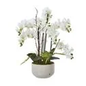 orchid 1.jpg