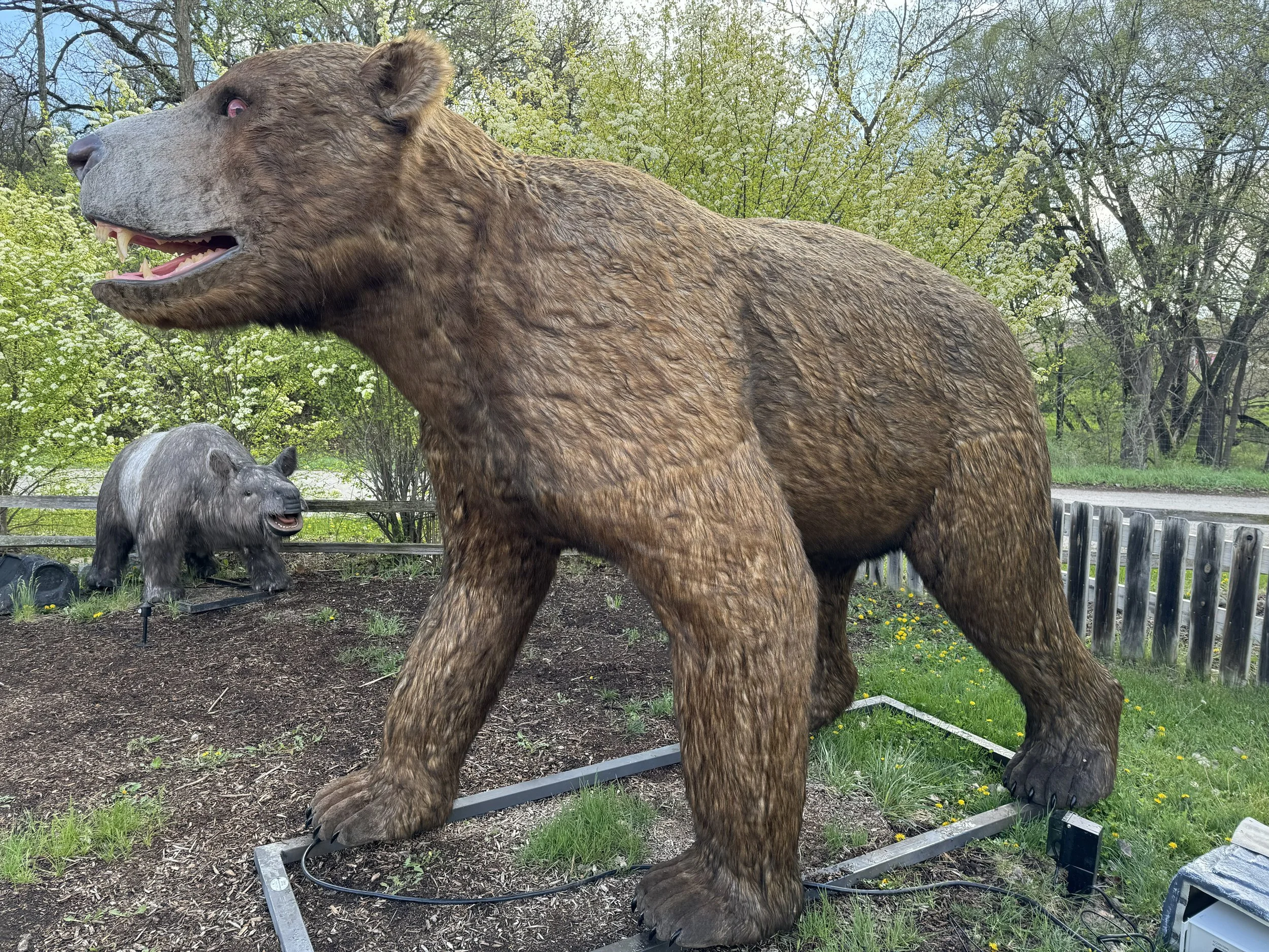 Short Faced Bear.jpg