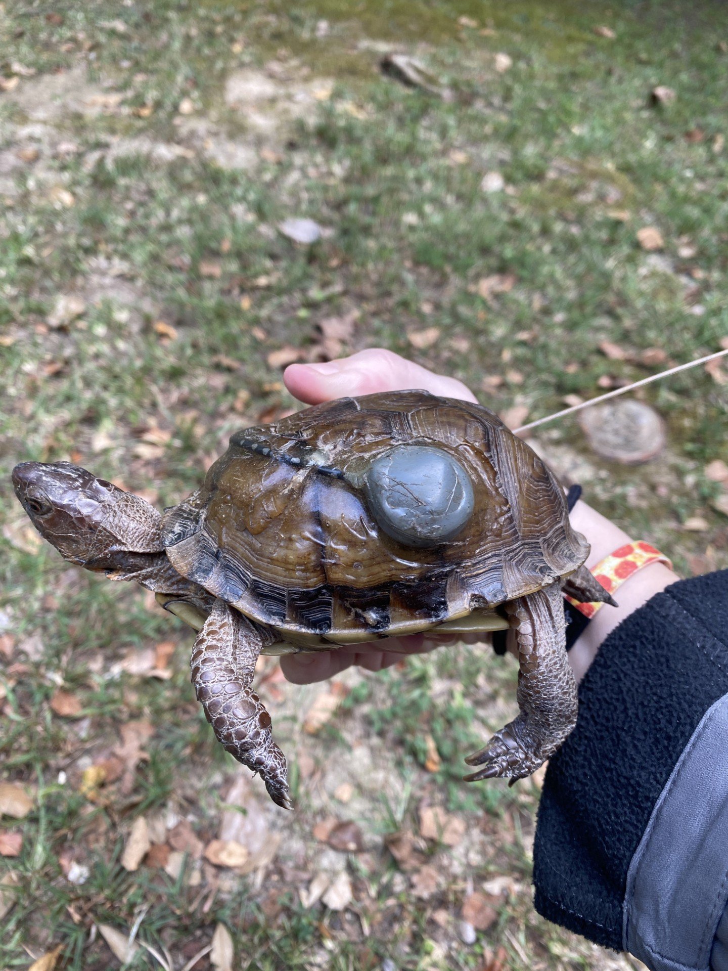 Turtle with tracking device