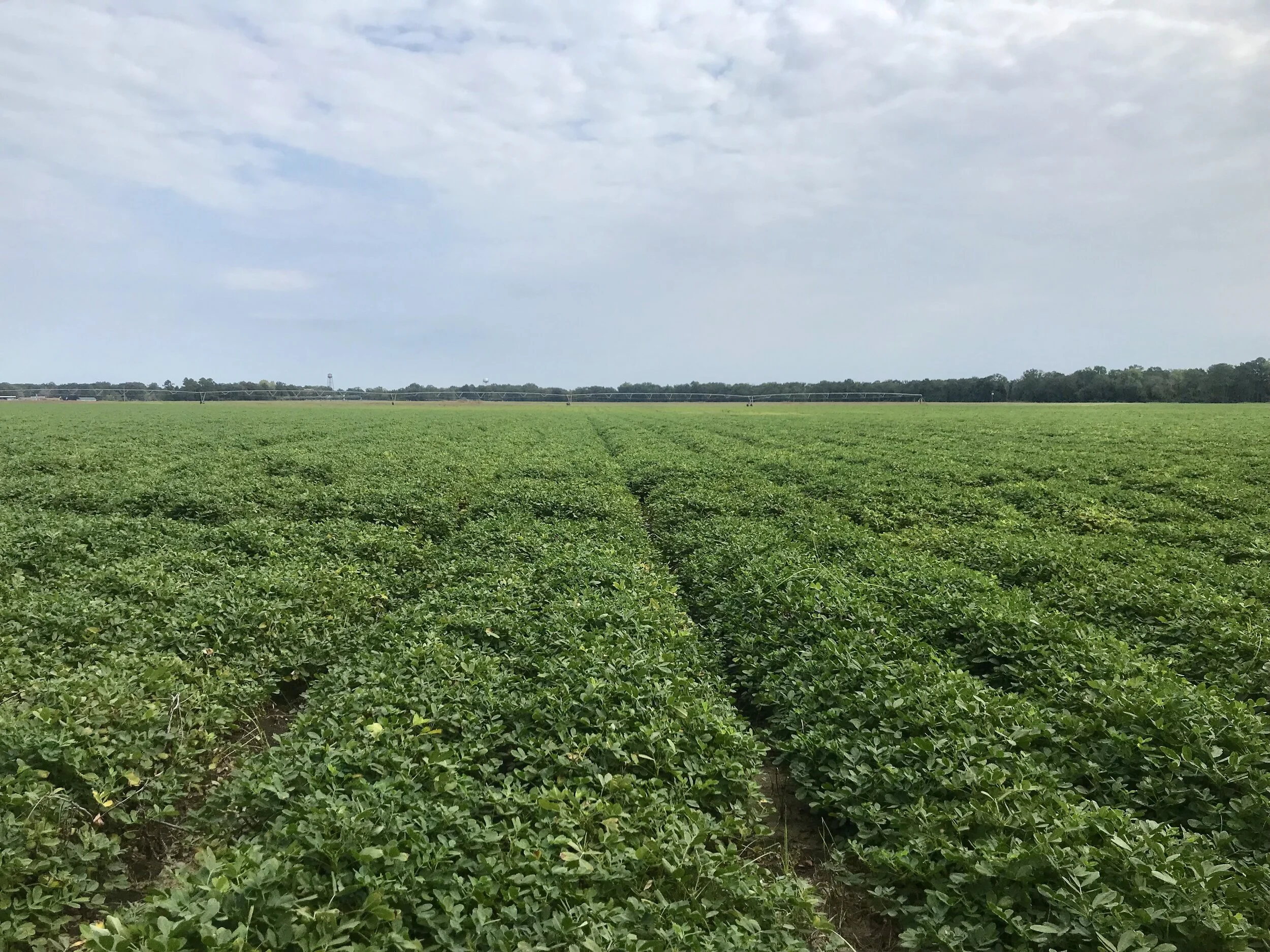2021 University of Georgia Peanut Production Meetings