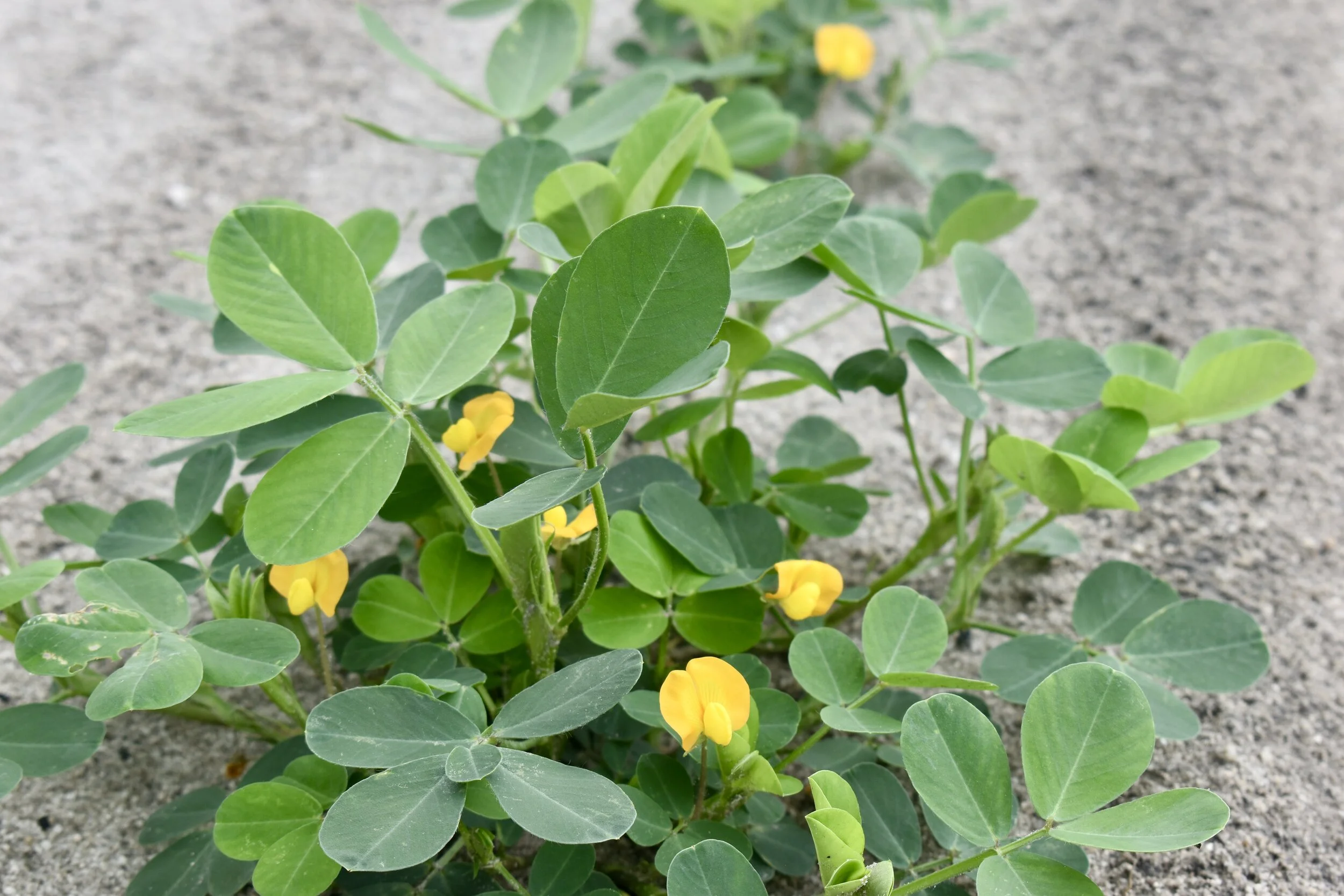 2021 Growers Meeting - March