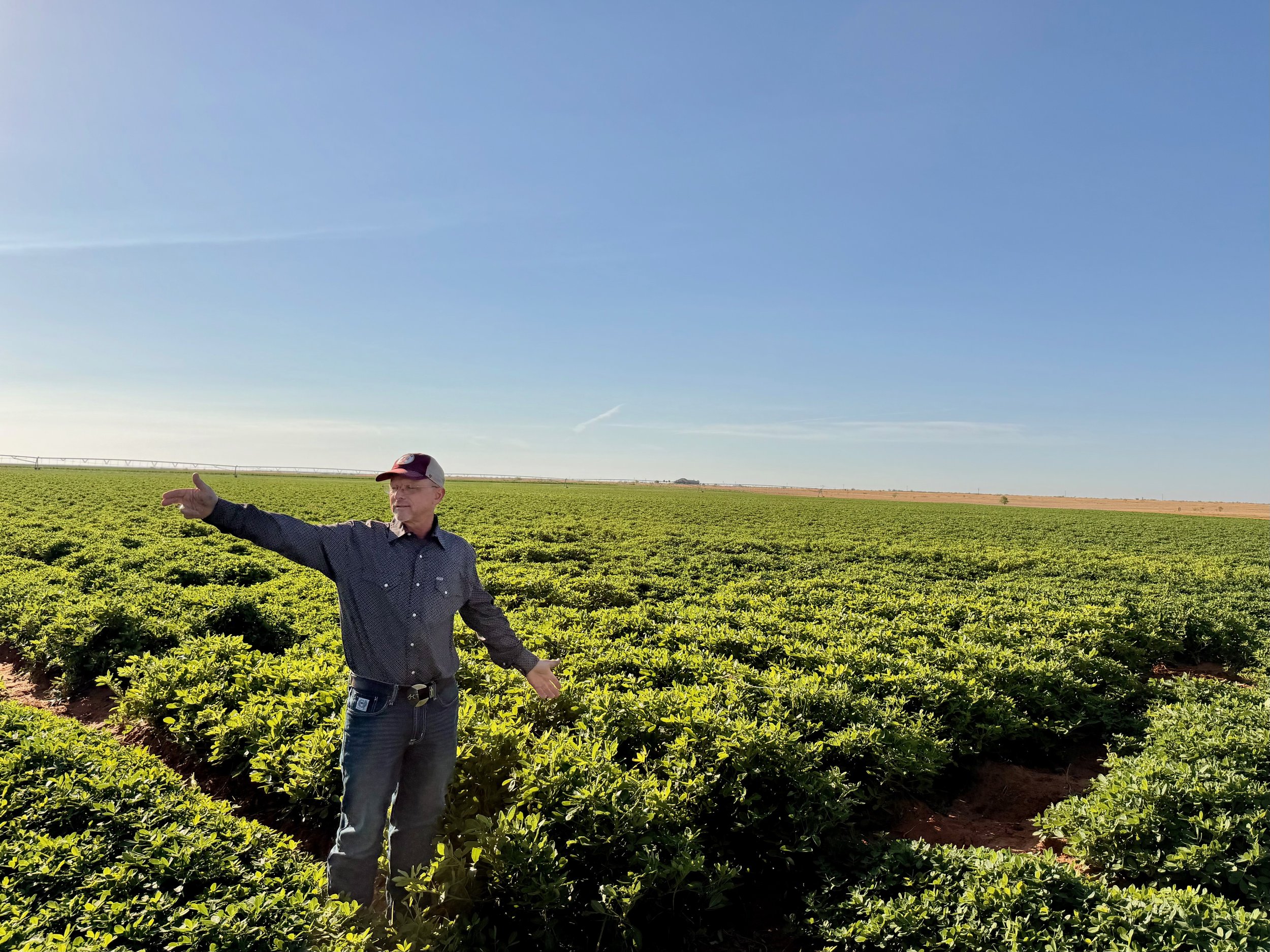 Webinar: Overview of Organic Peanut Production from Texas to Georgia