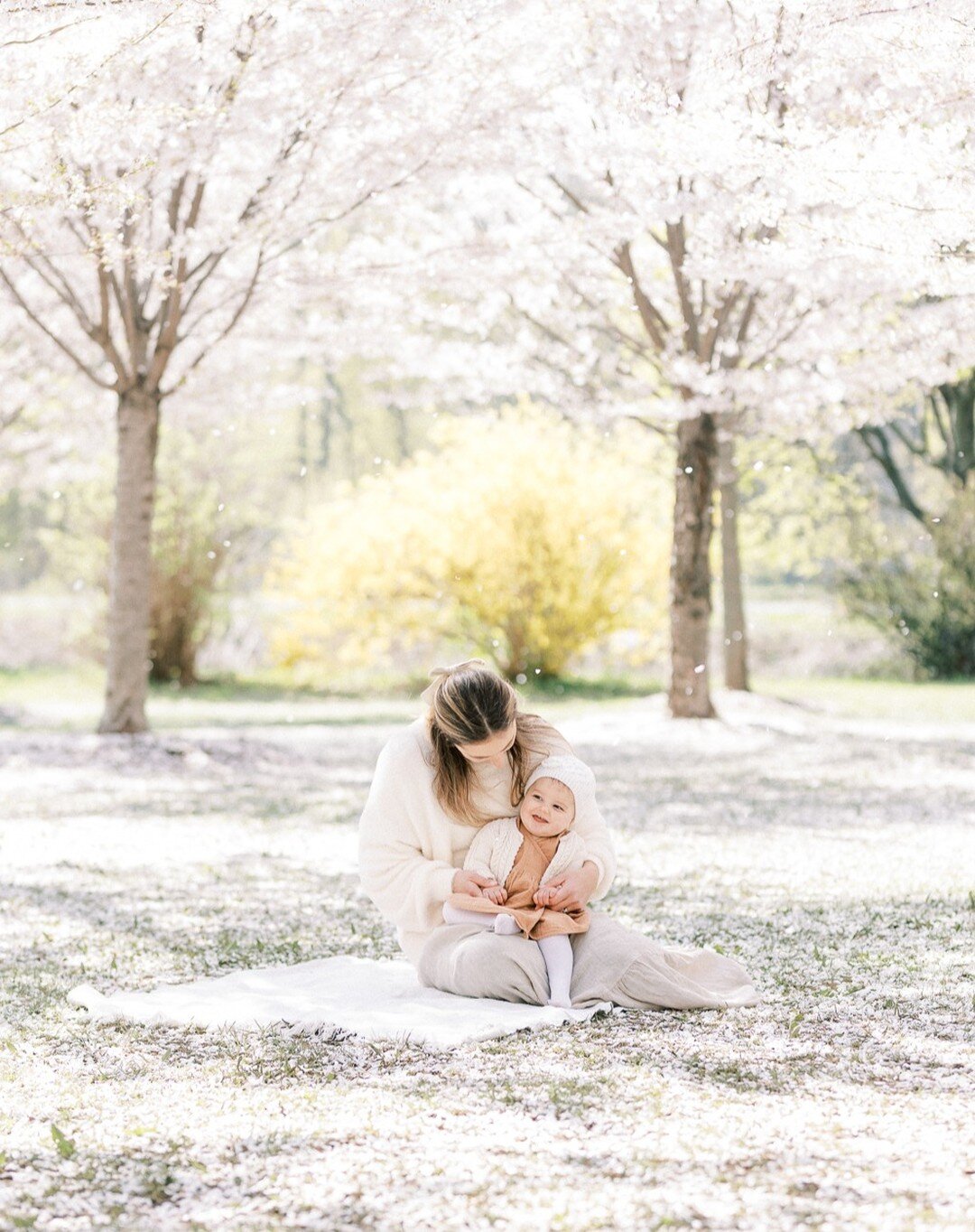 Some of you wanted to see cherry blossom sessions in the last question box, so here they are :). 

The above-0 temperature, plus all the rain we're getting today has melted all the snow and revealed the green grass underneath. I cannot help but want 